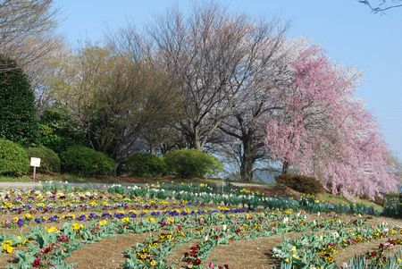 sakura198.jpg