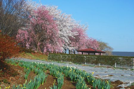 sakura199.jpg
