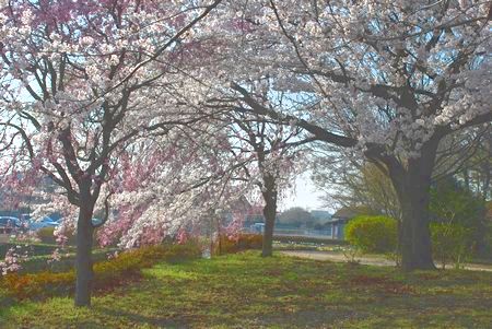 sakura200.jpg