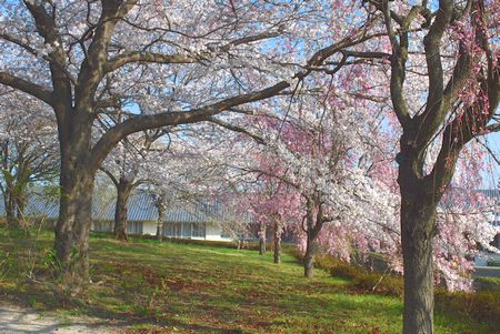 sakura201.jpg