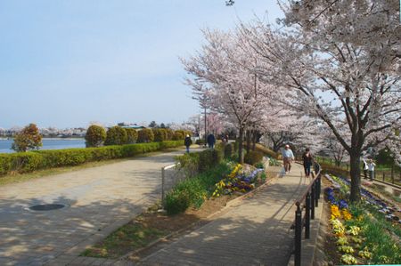 sakura202.jpg