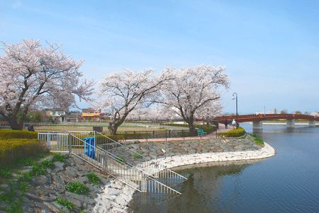 sakura203.jpg