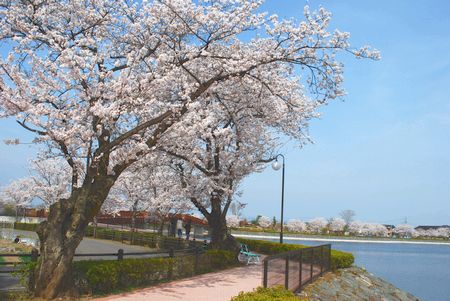 sakura204.jpg