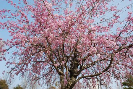 sakura205.jpg