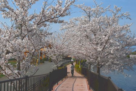 sakura206.jpg