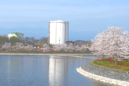 sakura207.jpg