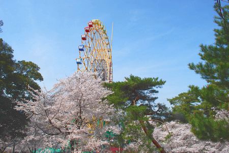 sakura211.jpg