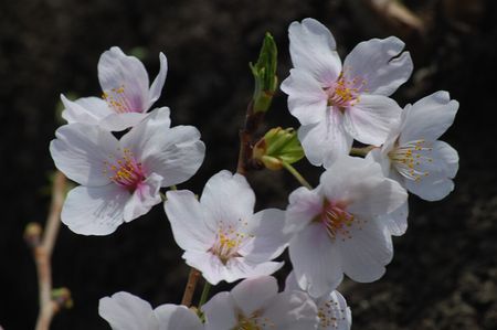 sakura212.jpg