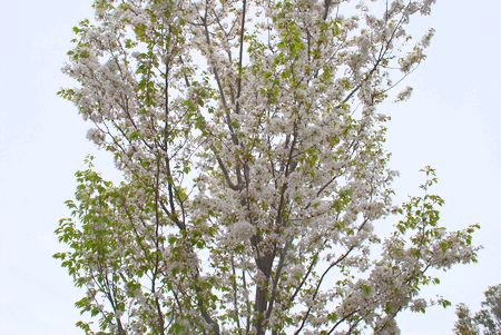 sakura214.jpg