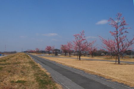 sakura221.jpg