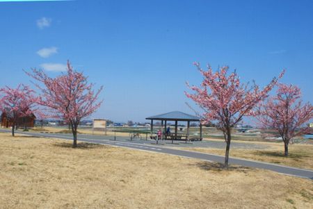 sakura222.jpg