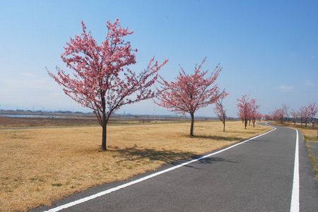 sakura223.jpg