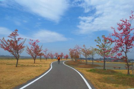 sakura225.jpg