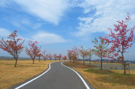 sakura226.jpg