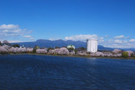 sakura228.jpg