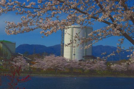 sakura230.jpg