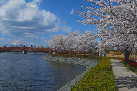 sakura231.jpg