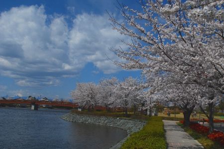 sakura232.jpg