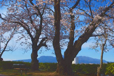 sakura234.jpg