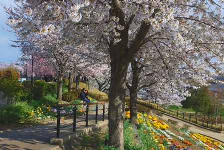 sakura235.jpg