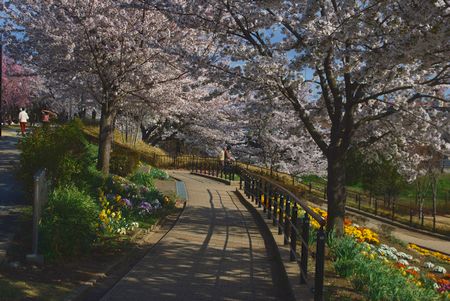sakura236.jpg