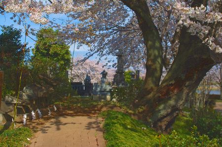 sakura237.jpg