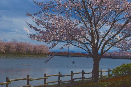 sakura238.jpg