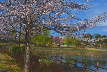 sakura239.jpg