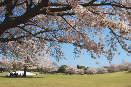 sakura240.jpg