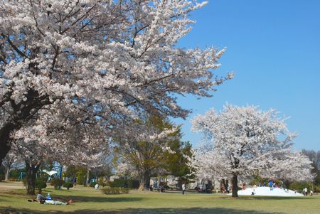 sakura241.jpg