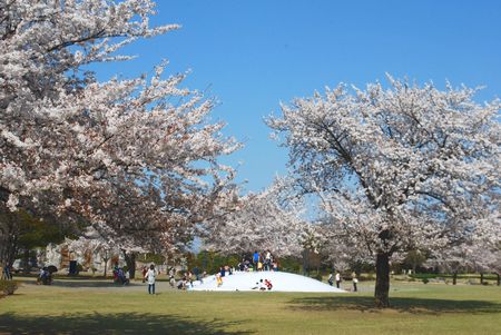 sakura242.jpg