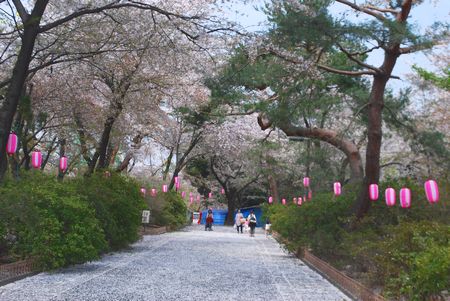 sakura244.jpg