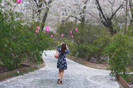 sakura245.jpg