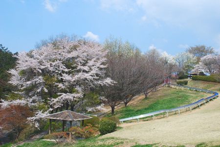 sakura246.jpg