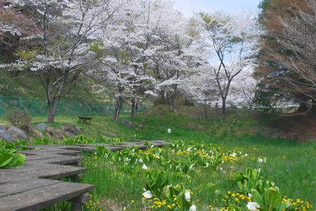 sakura247.jpg