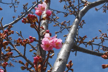 sakura248.jpg