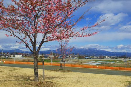 sakura249.jpg