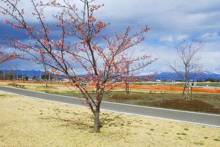 sakura250.jpg