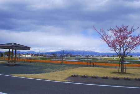 sakura251.jpg