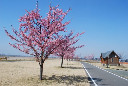 sakura252.jpg