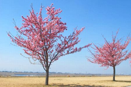 sakura253.jpg