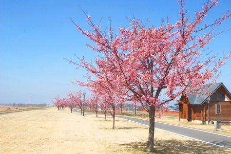 sakura254.jpg