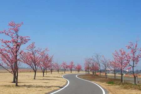 sakura255.jpg