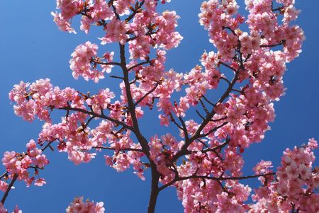 sakura256.jpg