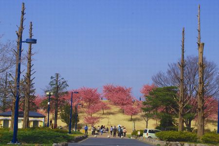 sakura258.jpg