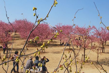 sakura259.jpg