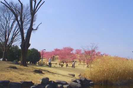 sakura260.jpg