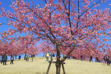 sakura261.jpg