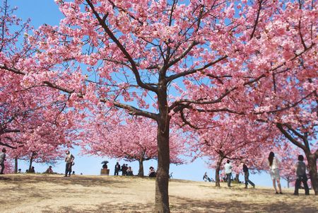 sakura262.jpg