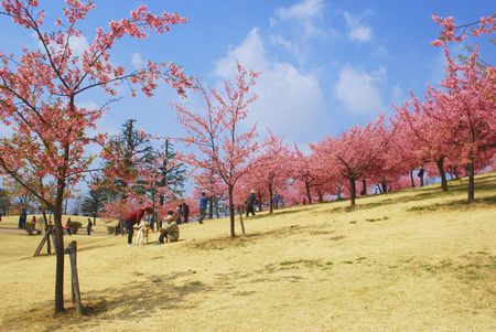 sakura263.jpg